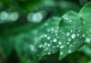 fresh-green-grass-with-dew-drops-closeup-nature-background